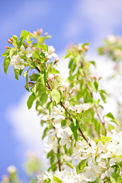蘋果樹開花