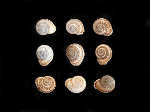 九個(gè)黑色的貝殼