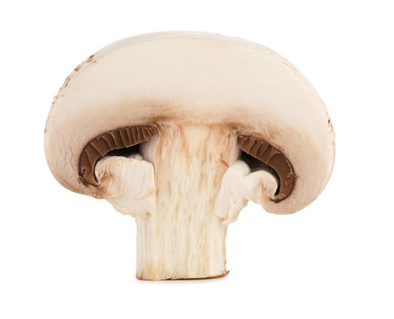 香菇切片特寫