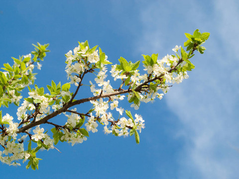 盛開(kāi)的櫻花樹(shù)枝