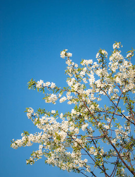 盛開(kāi)的櫻花