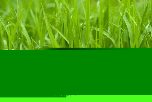 綠色的草