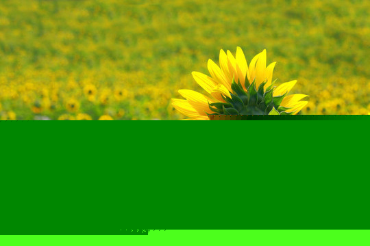 向日葵花田