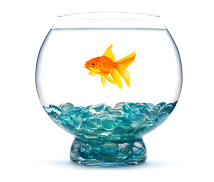 魚缸里的金魚