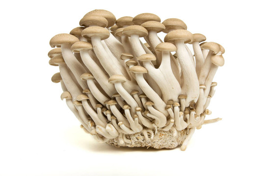 布朗山毛櫸真菌