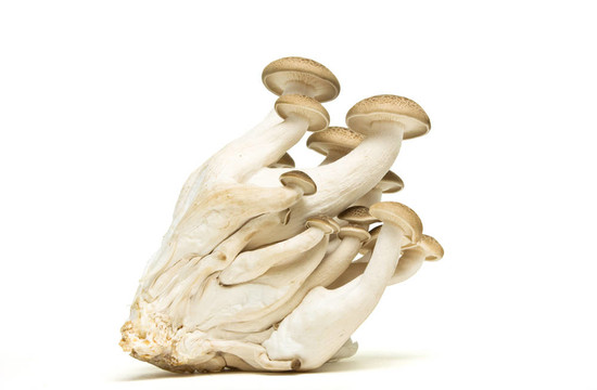布朗山毛櫸真菌