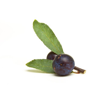 野生植物籬鞋底