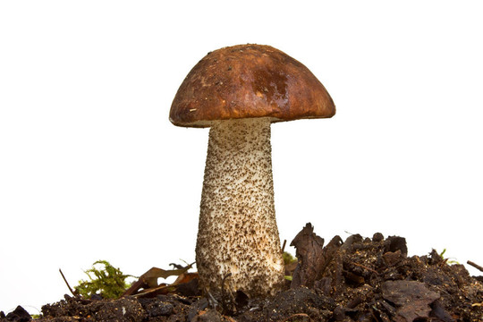 野生菌