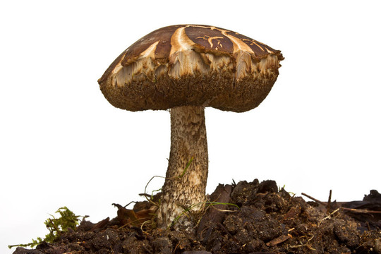 野生菌