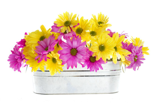 銀容器Shasta Daisy Flowers