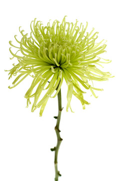 綠蜘蛛媽媽