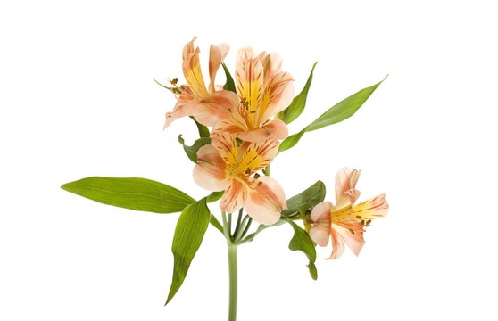黃橙六出花莉莉噴霧