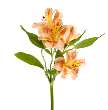 黃橙六出花莉莉噴霧