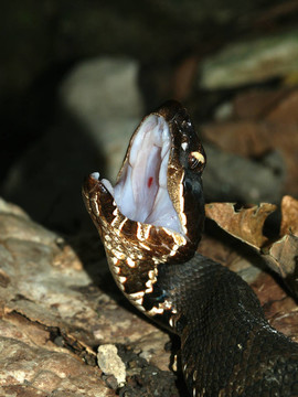 棉口蛇（蝮蛇piscivorus）