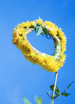 蒲公英的花環(huán)