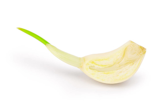 大蒜一段