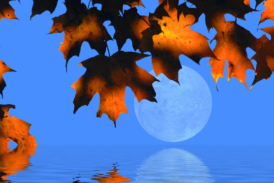 秋天的樹葉和Moon