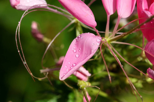 白花菜或Spider Flower