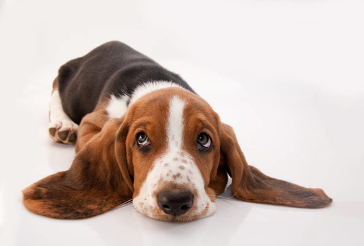巴吉度獵犬的小狗