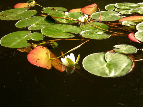 水百合