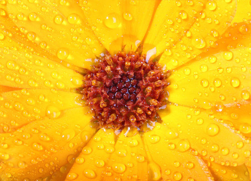 橙花金盞花的露水