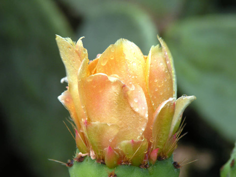 花卉和產(chǎn)品仙人掌