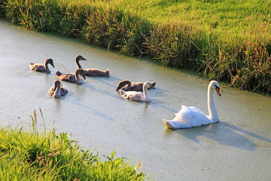 在水中近場(chǎng)天鵝家庭游泳；Netherland；歐洲。