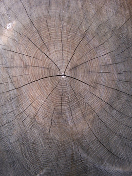 木材紋理