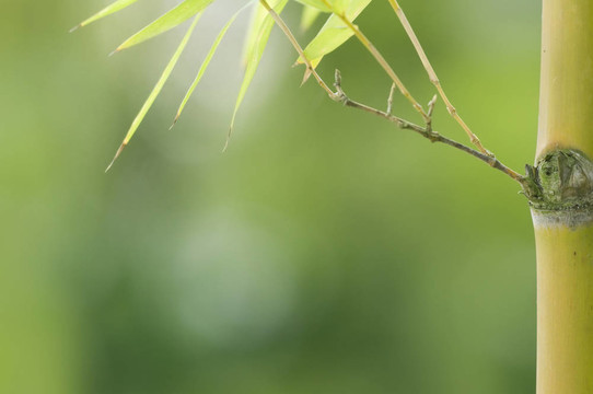 與分隔開(kāi)的左竹