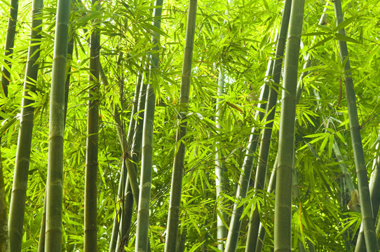 竹