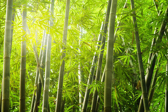 帶著光的竹林
