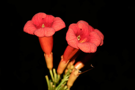 在晚上eccremocarpus花