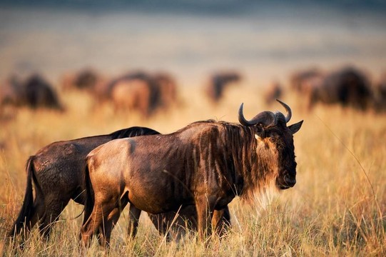 Black Wildebeest。