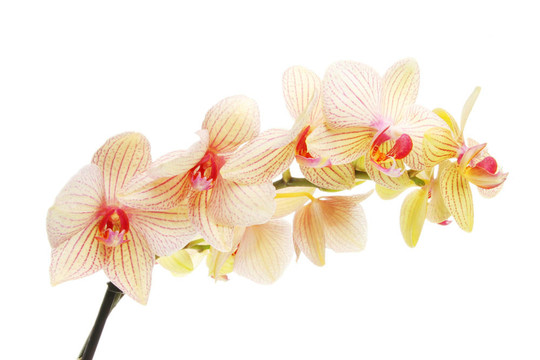 蘭花花噴霧