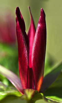 延齡草chloropetalum