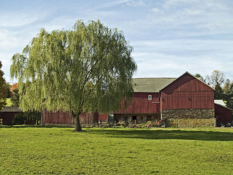 Weeping Willow和Barn