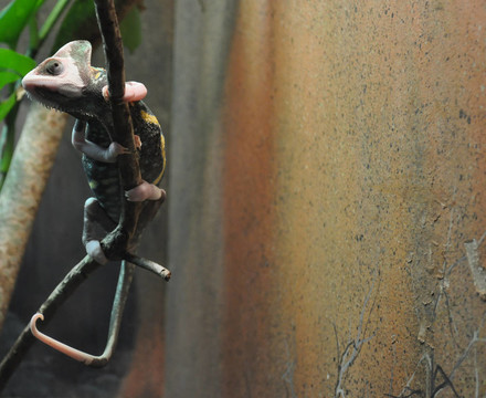 依附Pink Lizard背景