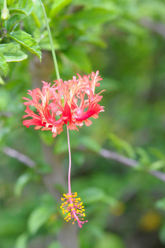流蘇的芙蓉花