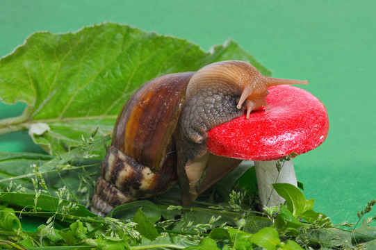 蝸牛在蘑菇