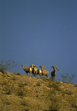 沙漠大角羊公羊
