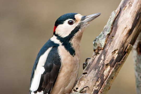 偉大的發(fā)現(xiàn)Woodpecker Adult Male