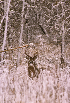 在寒冷的冬日Whitetail Buck