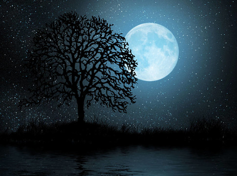 Moon和樹(shù)