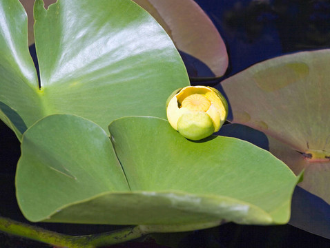 水百合