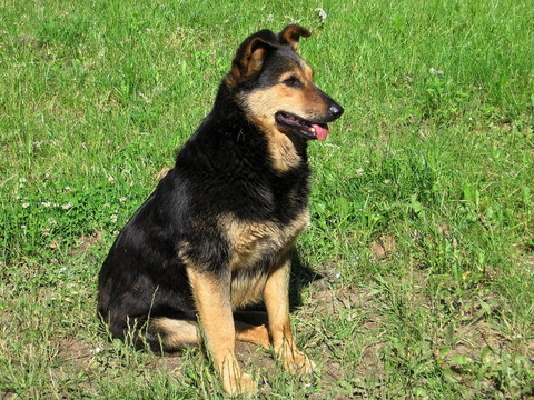 護衛(wèi)犬