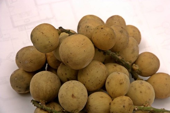 熱帶水果
