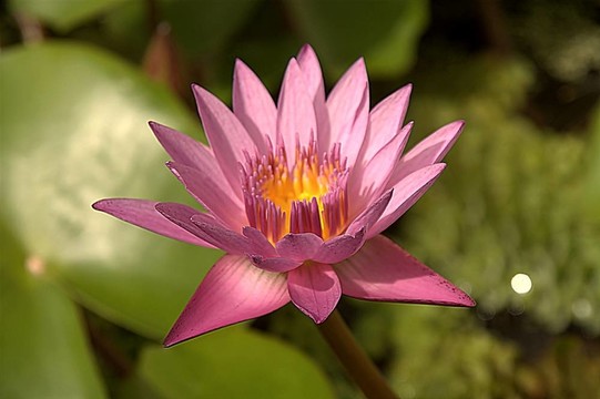蓮花