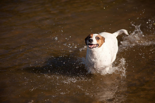 在水里玩好玩的杰克羅素梗犬