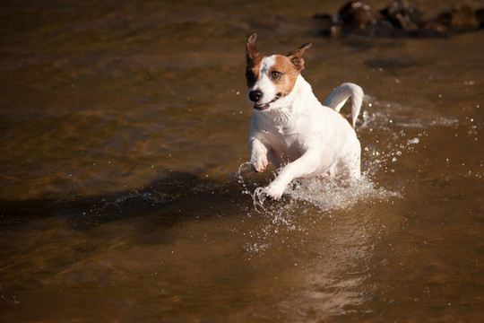 杰克羅素梗犬在水