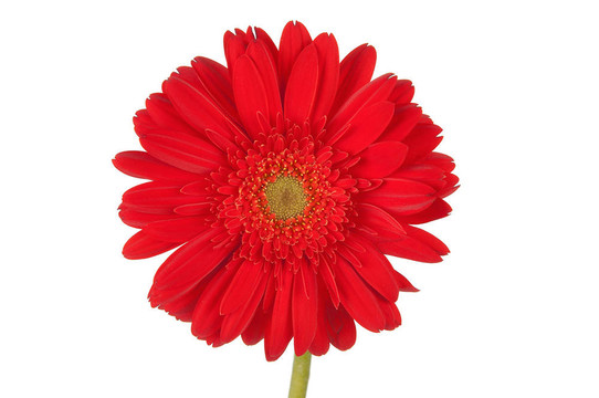 紅色格柏雛菊